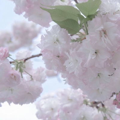 偏关福瑞交流群